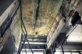 Why You Should Choose Our Mold Remediation Services in Fairview, CA